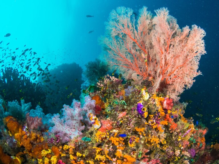 Amed White Sand Divers