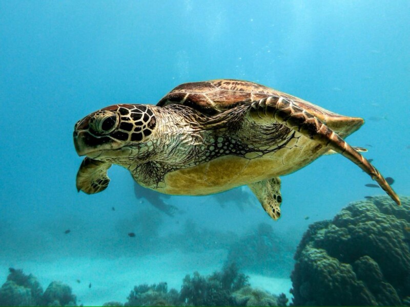 IntroDives - Amed White Sand Divers - Dive Center in Bali