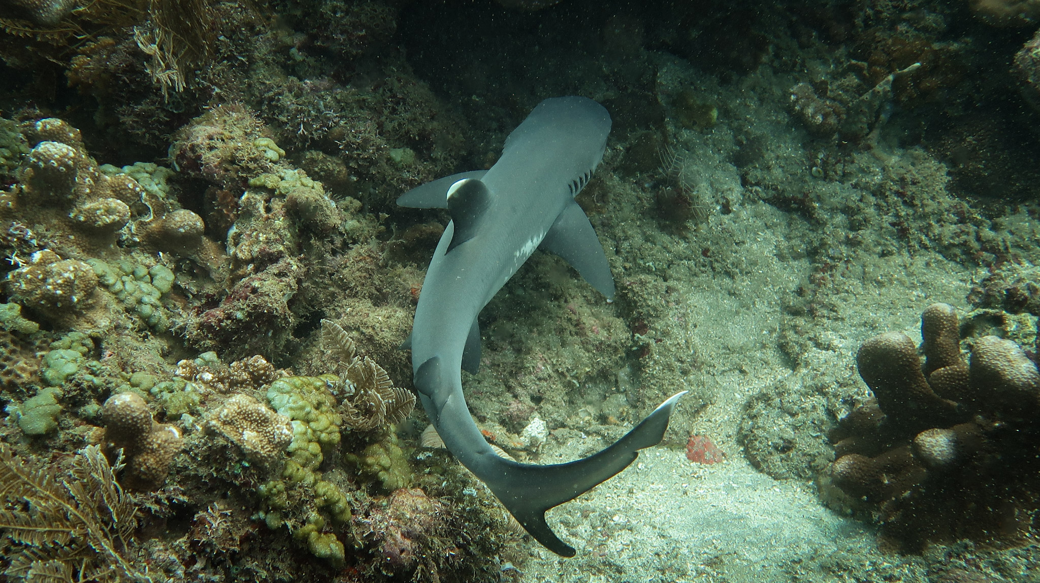 Whitetip reef shark