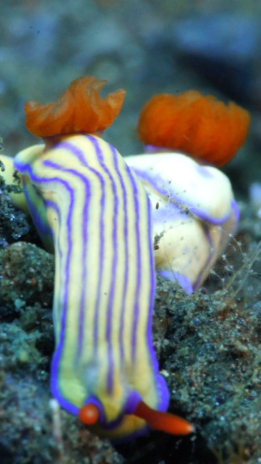 Nudibranchs