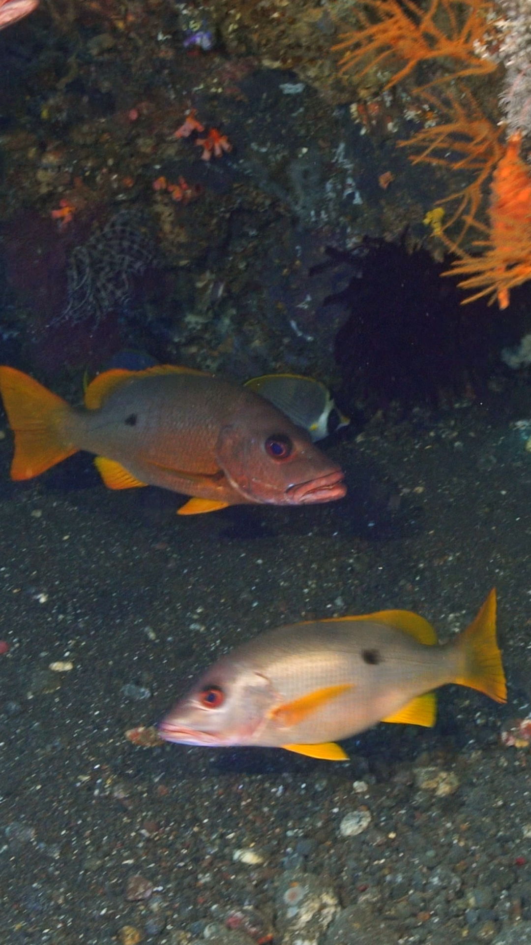 Snapper Liberty wreck