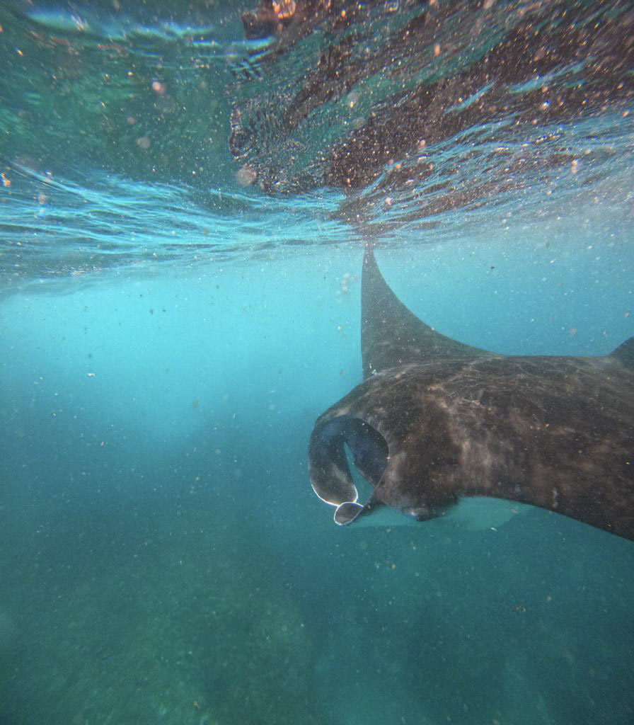 Manta Point Nusa Penida