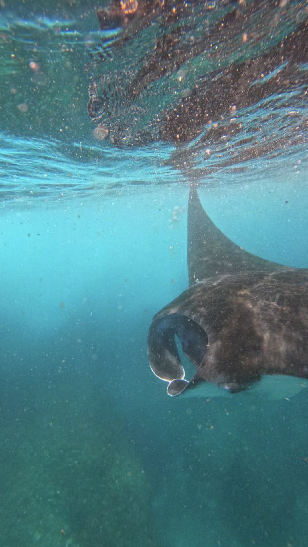 Manta rays Nusa Penida